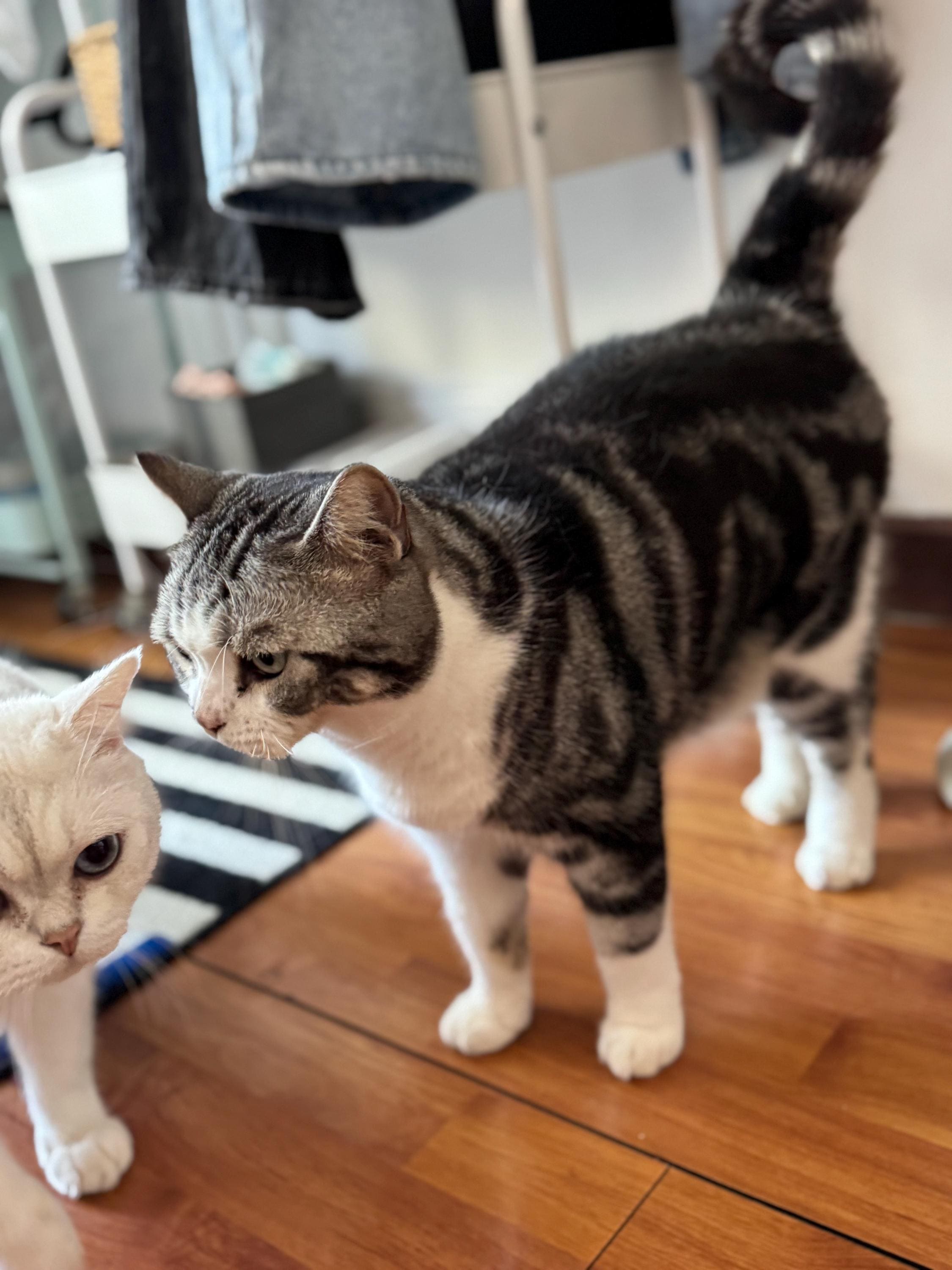 Bespoke Porcelain Cat